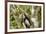 White-Faced Capuchin , Costa Rica-null-Framed Photographic Print