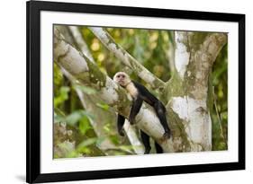 White-Faced Capuchin , Costa Rica-null-Framed Photographic Print