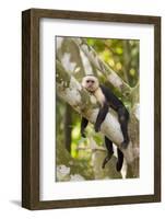 White-Faced Capuchin , Costa Rica-null-Framed Photographic Print