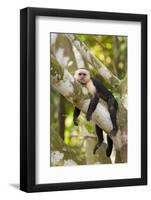 White-Faced Capuchin , Costa Rica-null-Framed Photographic Print