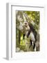 White-Faced Capuchin , Costa Rica-null-Framed Photographic Print