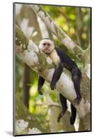 White-Faced Capuchin , Costa Rica-null-Mounted Photographic Print