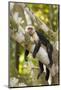 White-Faced Capuchin , Costa Rica-null-Mounted Photographic Print