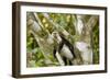 White-Faced Capuchin , Costa Rica-null-Framed Photographic Print