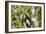 White-Faced Capuchin , Costa Rica-null-Framed Photographic Print