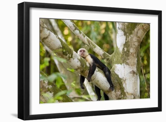 White-Faced Capuchin , Costa Rica-null-Framed Photographic Print