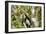 White-Faced Capuchin , Costa Rica-null-Framed Photographic Print