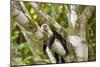 White-Faced Capuchin , Costa Rica-null-Mounted Photographic Print