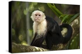 White-Faced Capuchin in a Tree in Manuel Antonio National Park-null-Stretched Canvas