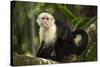 White-Faced Capuchin in a Tree in Manuel Antonio National Park-null-Stretched Canvas