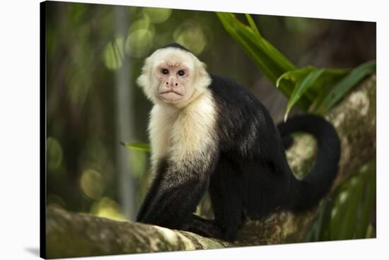 White-Faced Capuchin in a Tree in Manuel Antonio National Park-null-Stretched Canvas