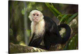 White-Faced Capuchin in a Tree in Manuel Antonio National Park-null-Stretched Canvas