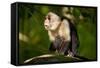 White-Faced Capuchin in a Tree in Manuel Antonio National Park-null-Framed Stretched Canvas