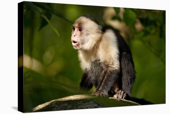 White-Faced Capuchin in a Tree in Manuel Antonio National Park-null-Stretched Canvas