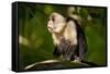 White-Faced Capuchin in a Tree in Manuel Antonio National Park-null-Framed Stretched Canvas