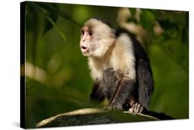 White-Faced Capuchin in a Tree in Manuel Antonio National Park-null-Stretched Canvas