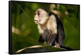 White-Faced Capuchin in a Tree in Manuel Antonio National Park-null-Framed Stretched Canvas