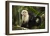 White-Faced Capuchin in a Tree in Manuel Antonio National Park-null-Framed Photographic Print