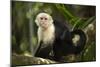 White-Faced Capuchin in a Tree in Manuel Antonio National Park-null-Mounted Photographic Print