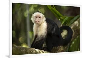 White-Faced Capuchin in a Tree in Manuel Antonio National Park-null-Framed Photographic Print