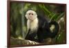 White-Faced Capuchin in a Tree in Manuel Antonio National Park-null-Framed Photographic Print