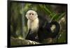 White-Faced Capuchin in a Tree in Manuel Antonio National Park-null-Framed Photographic Print