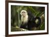 White-Faced Capuchin in a Tree in Manuel Antonio National Park-null-Framed Photographic Print