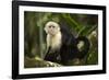 White-Faced Capuchin in a Tree in Manuel Antonio National Park-null-Framed Photographic Print