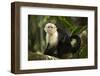 White-Faced Capuchin in a Tree in Manuel Antonio National Park-null-Framed Photographic Print