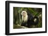 White-Faced Capuchin in a Tree in Manuel Antonio National Park-null-Framed Photographic Print