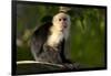 White-Faced Capuchin in a Tree in Manuel Antonio National Park-null-Framed Photographic Print