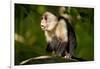 White-Faced Capuchin in a Tree in Manuel Antonio National Park-null-Framed Photographic Print