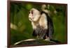 White-Faced Capuchin in a Tree in Manuel Antonio National Park-null-Framed Photographic Print