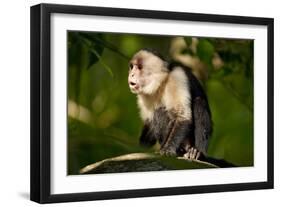 White-Faced Capuchin in a Tree in Manuel Antonio National Park-null-Framed Photographic Print