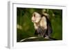 White-Faced Capuchin in a Tree in Manuel Antonio National Park-null-Framed Photographic Print