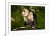 White-Faced Capuchin in a Tree in Manuel Antonio National Park-null-Framed Photographic Print