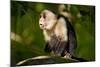 White-Faced Capuchin in a Tree in Manuel Antonio National Park-null-Mounted Photographic Print