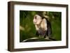 White-Faced Capuchin in a Tree in Manuel Antonio National Park-null-Framed Photographic Print