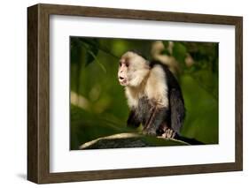 White-Faced Capuchin in a Tree in Manuel Antonio National Park-null-Framed Photographic Print