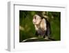 White-Faced Capuchin in a Tree in Manuel Antonio National Park-null-Framed Photographic Print