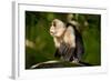 White-Faced Capuchin in a Tree in Manuel Antonio National Park-null-Framed Photographic Print