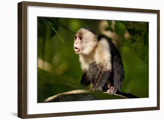 White-Faced Capuchin in a Tree in Manuel Antonio National Park-null-Framed Photographic Print