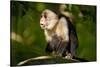 White-Faced Capuchin in a Tree in Manuel Antonio National Park-null-Stretched Canvas