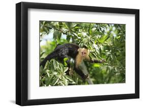 White-faced Capuchin Monkey. Native to Central America. Roatan, Bay Islands, Honduras-Stuart Westmorland-Framed Photographic Print