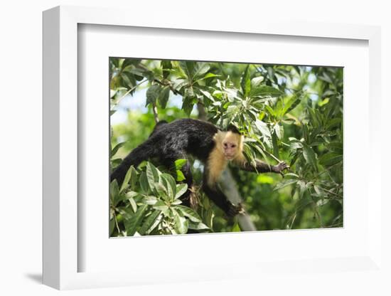 White-faced Capuchin Monkey. Native to Central America. Roatan, Bay Islands, Honduras-Stuart Westmorland-Framed Photographic Print