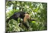 White-faced Capuchin Monkey. Native to Central America. Roatan, Bay Islands, Honduras-Stuart Westmorland-Mounted Photographic Print