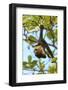 White-faced Capuchin Monkey. Native to Central America. Roatan, Bay Islands, Honduras-Stuart Westmorland-Framed Photographic Print