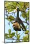 White-faced Capuchin Monkey. Native to Central America. Roatan, Bay Islands, Honduras-Stuart Westmorland-Mounted Photographic Print