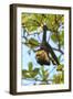 White-faced Capuchin Monkey. Native to Central America. Roatan, Bay Islands, Honduras-Stuart Westmorland-Framed Photographic Print