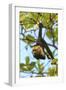 White-faced Capuchin Monkey. Native to Central America. Roatan, Bay Islands, Honduras-Stuart Westmorland-Framed Photographic Print